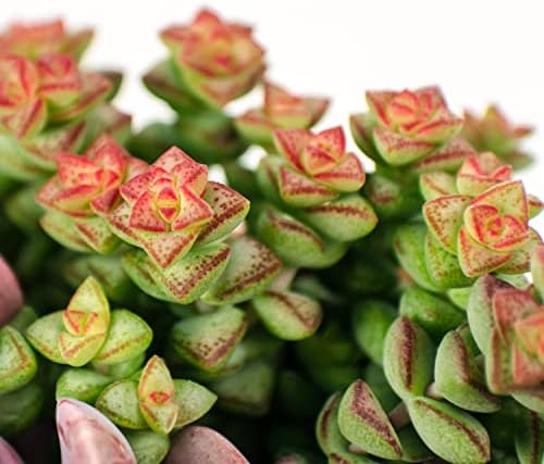 Altman Plants 3.5" Crassula Baby Necklace, Succulent Plants Live Succulents Plants Live Indoor Plants Live Houseplants Live Indoor House Plants Indoors Live Plants Outdoor Plants Live Succulent Plants - Image 5
