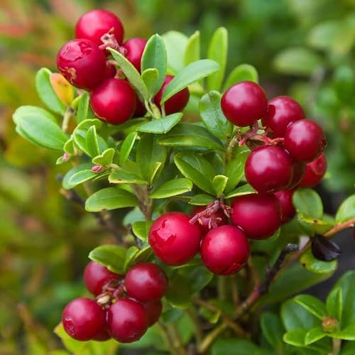 Red Lingonberry Bush Live Plant, 4-6 Inch Tall Berry Plant - Image 5