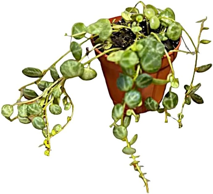 Live String of Turtles Plant, Peperomia Prostrata, 2-Inch Pot, Indoor Trailing Houseplant by Unknown