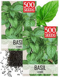 Seed Needs Lemon Basil Seeds to Plant an Herb Garden - 2 Packs by SeedNeeds