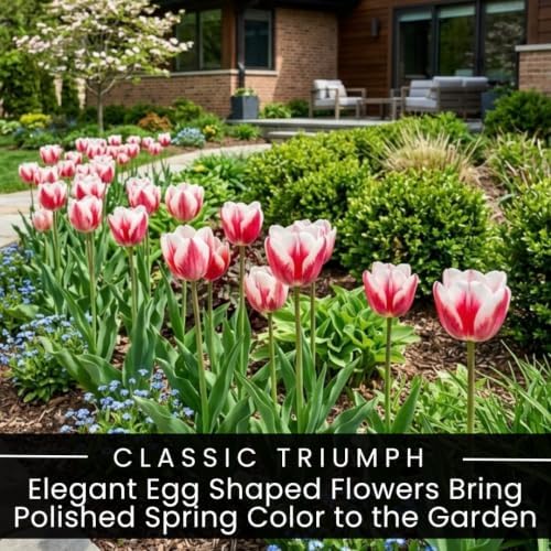 25 Kissable Tulip Bulbs for Fall Planting | Pink White Triumph Tulips - Image 3