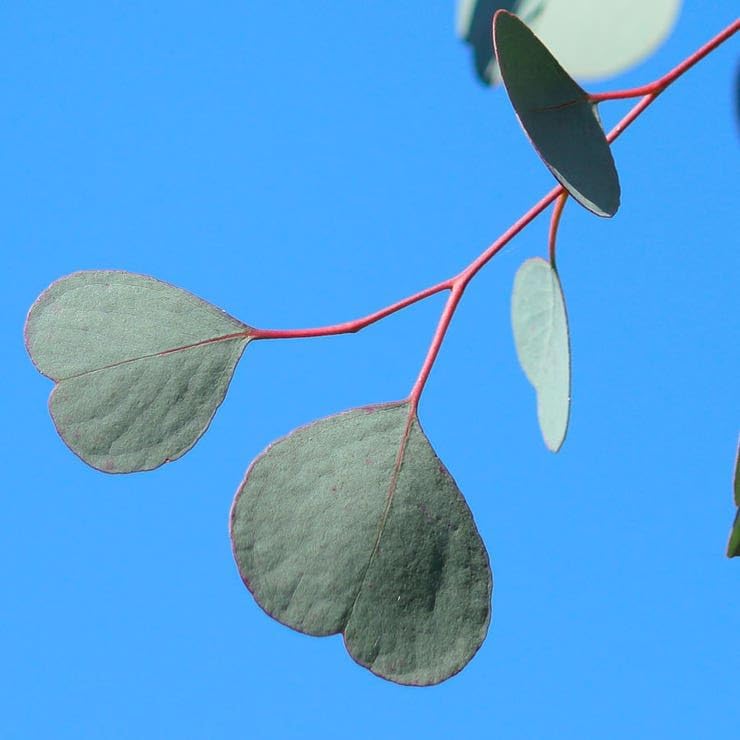 Park Seed Grow Your Own Eucalyptus Seeds Plant, Pack of 50 - Image 5