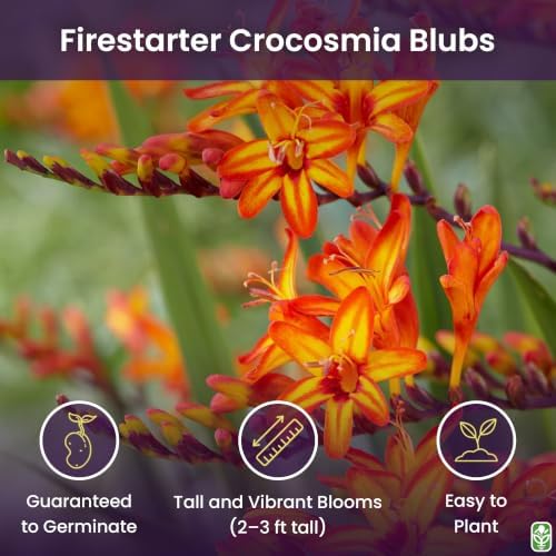 5 Firestarter Crocosmia Blubs - Grows 30-48" Tall. - Image 2