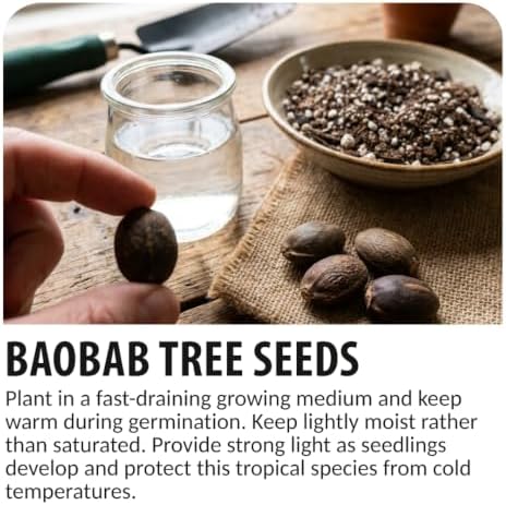 5 Baobab Tree Seeds | Adansonia Digitata Exotic Bonsai Seeds - Image 4