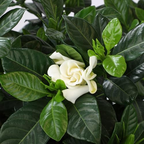 Gardenia Plant (3G), Cape Jasmine Plant Outdoor Plants, Fresh Flowers for Delivery Prime, Live Plants Indoor Plants Live Houseplants, Gardenia Plants Live House Plants Indoors Live by Plants for Pets - Image 6
