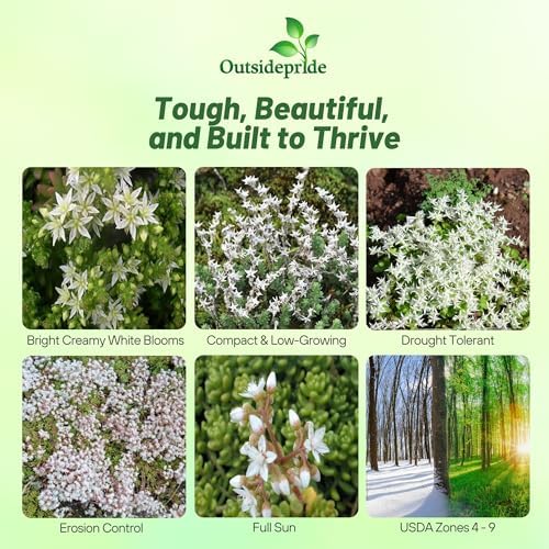 Outsidepride Oktoberfest Sedum Seeds - 1000 Pcs Perennial Ground Cover Seeds for Planting, Cold-Hardy & Heat-Tolerant Succulent Plants, Ideal for Rock Gardens, Containers, and Xeriscaping - Image 2