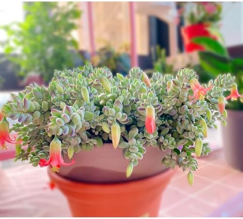 Sprout N Green Cotyledon Pendens, Live Succulent Fully Rooted in 4" Pot with Soil, Trailing Plant for Home Office Wedding Indoor Outdoor Hanging Decor DIY Project Party Favor, Keep Away from Pets - Image 4