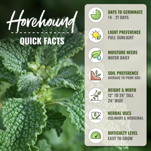 Seed Needs Horehound Seeds to Plant an Herb Garden - 2 Packs - Image 4