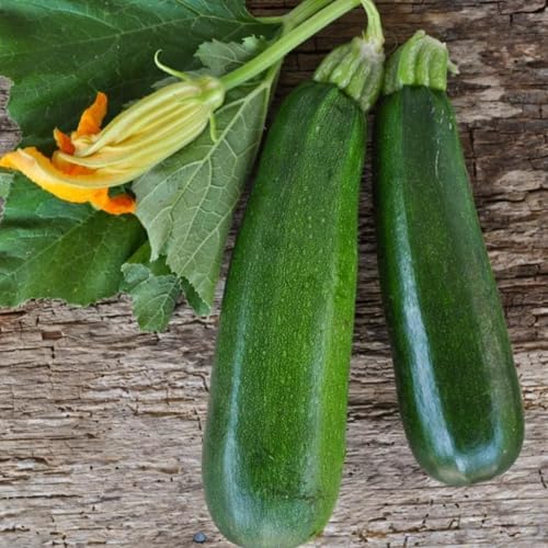 50+ Black Beauty Zucchini Seeds for Planting - Non-GMO Heirloom Vegetable Garden - Summer Squash - Classic Zucchini Seeds - Image 4