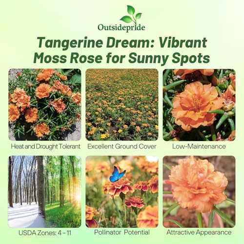 Outsidepride Tangerine Moss Rose Seeds - 500 Pcs Annual, Drought & Heat Tolerant, Pollinator Friendly Ground Cover Seeds for Planting w/Vibrant Blooms & Succulent Foliage, Ideal for Xeriscaping - Image 2