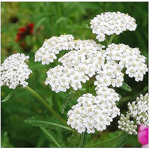 Low Rainfall, Dry Area Wildflower Seed Mix - 13 Varieties of Annuals and Perennials - Image 3