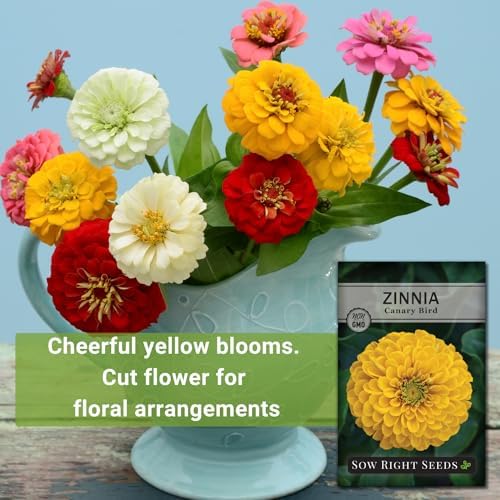 Sow Right Seeds - Canary Bird Zinnia Seed for Planting Flowers Outdoors 3pk - Image 3