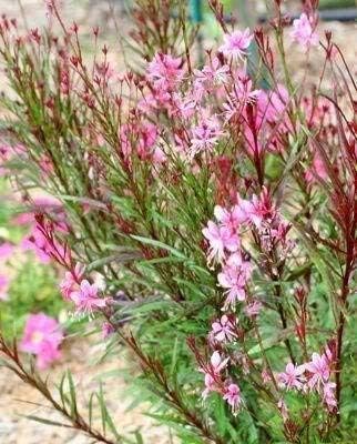 SVI 100 Pink Gaura Seeds (Oenothera lindheimeri) - Whirling Butterflies, Bee Blossom Flowers Seed Packets, Long Bloomer, Non GMO Seed - Flower Seeds for Outdoor Flower Garden, Borders - Image 3