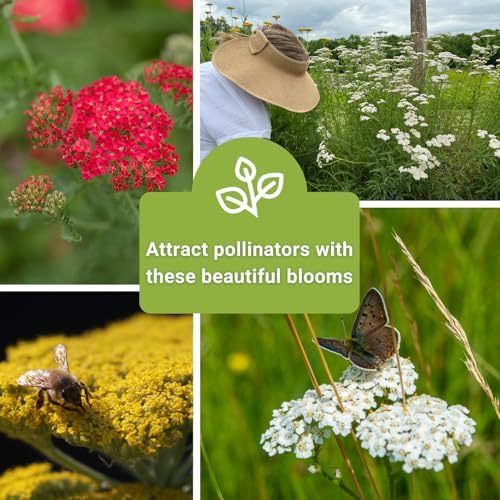 Sow Right Seeds - Yarrow Seed Collection for Planting Perennial Medicinal - Image 4