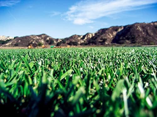 Barenbrug Turf Saver RTF Grass Seed w/Yellow Jacket Coating- Less Water Self-Repairing Tall Fescue Turf for Use on Sports Field, Golf Courses, Parks, Lawns, and Yard (50 LB Bag) - Image 3