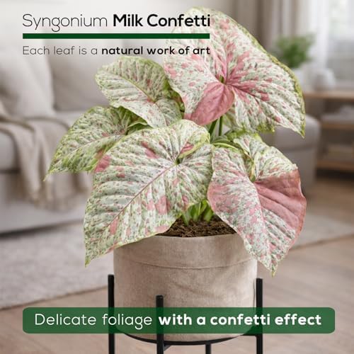 Syngonium Confetti Plant (4 Pack) Rare Live Starter Plants, Variegated Arrowhead Vine Houseplants, Easy Care Indoor Tropical Plants Live, Pink Foliage Houseplants - Image 5