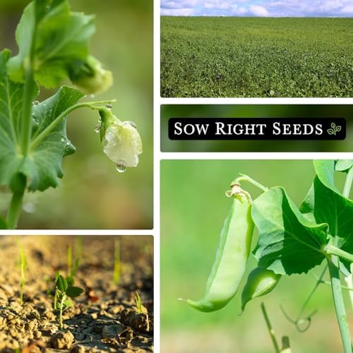 Sow Right Seeds - Austrian Winter Pea Seed for Planting Cover Crops - Image 4