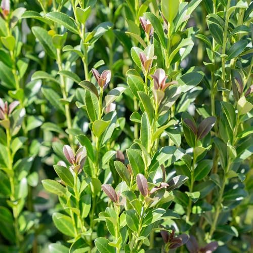 Southern Living 1 Gal. Holly Red Sky Shrub - Image 2