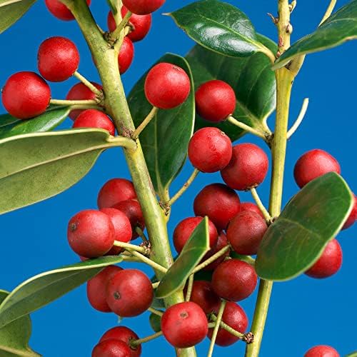Burford Shrub (1G), Flowering Shrubs Privacy Trees for Planting, Live Plants in Planters for Outdoor Plants, Ilex Plant Live Plant Outdoor Garden Decor, Potted Plants Live Tree by Plants for Pets - Image 5