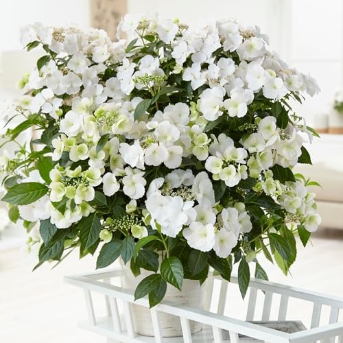Proven Winners 2 Gal. Fairytrail Bride Hydrangea Shrub - Image 6