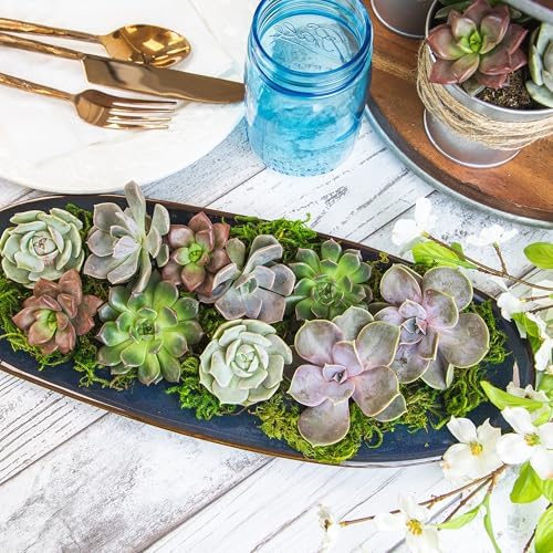 Altman Plants Premium Bulk Succulent Plants (50 Pack), 5 Unique Live Succulents in Sets of 10, Assorted Colors & Shapes, 2 in Pots - Image 3