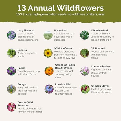 Eden Brothers Bee Happy Organic Wildflower Mixed Seeds for Planting, 1/4 lb, 120,000+ Seeds with Cosmos, Crimson Clover | Attracts Pollinators, Plant in Spring or Fall, Zones 3, 4, 5, 6, 7, 8, 9, 10 - Image 3