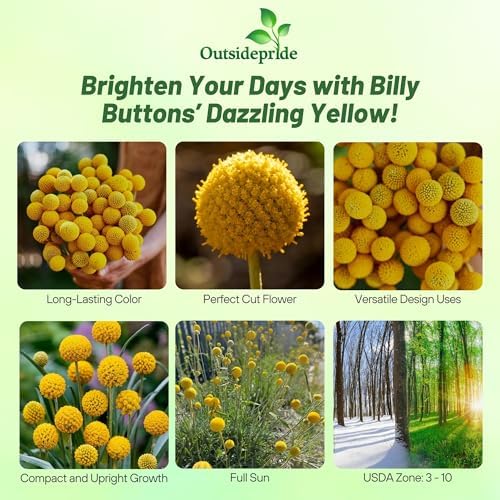 Outsidepride Billy Button Craspedia Globosa Seeds - 1000 Pcs Perennial, Hardy & Drought Tolerant, Flower Seeds for Planting w/Yellow Spherical Blooms, Ideal for Cut Flower & Pollinator Gardens - Image 2