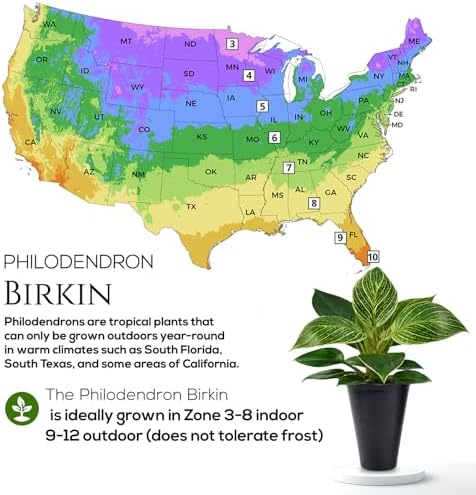 Philodendron Birkin Plant (4 Pack) Live Starter Plug Plants, Variegated Indoor Houseplants, Tropical Philodendron Plants Live, Easy Care Houseplants, White Striped Foliage Plants for Indoor Growing - Image 5