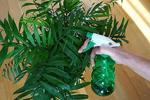 American Plant Exchange Parlor Palm – 4-Inch Pot with Cover – Live Easy Care Low-Light Indoor Houseplant, Pet-Friendly Tropical Palm for Home, Office, Bedroom & Shelf Décor - Image 5