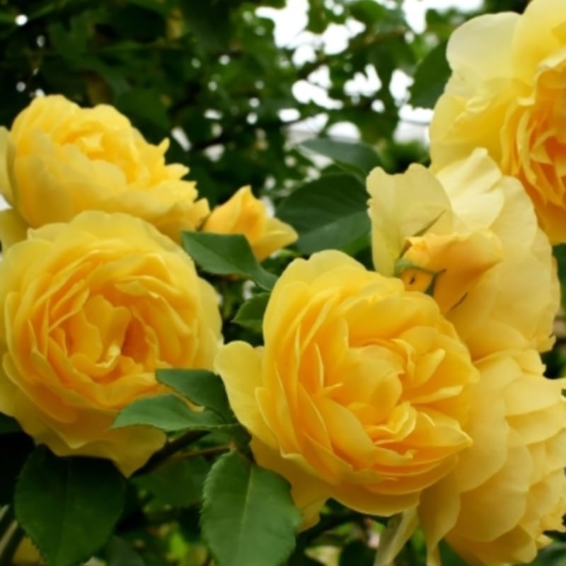 Climbing Rose Plant Live, Ready to Plant Rose, 5-9 Inch Tall - Image 6