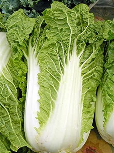 300 Michihili Chinese Cabbage Seeds for Planting Heirloom Non GMO 1 gram Garden Vegetable Bulk Survival Bak Choy Pak - Image 2