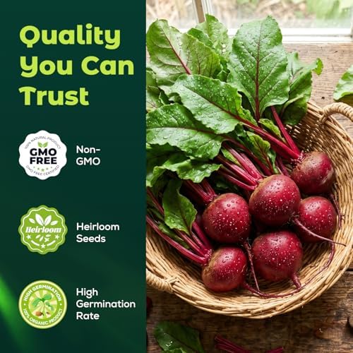 Detroit Dark Red Beet Seeds – 600 Heirloom Seeds for Planting, Open-Pollinated Garden Vegetable Root Seeds for Home Gardens - Image 2