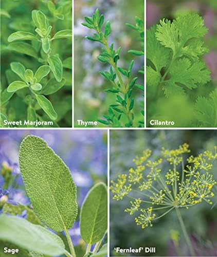 Burpee Culinary Classics Garden Collection 10 Packets of Non-GMO Chives, Cilantro, Basil, Sage, Thyme, Dill, Parsley, Chamomile, Marjoram & Oregano | Kitchen Herb Variety Pack, Seeds for Planting - Image 4