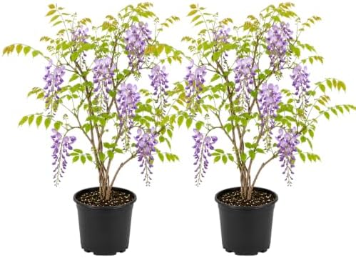 2 Purple Wisteria Live Plants 12-18" Tall, Wisteria Plants in 2.5" Pot, Easy Care, Sweet-Scented Climbing Plant, Perfect for Garden Entrances, Patio Trellis & Fences by GINGERGLOW