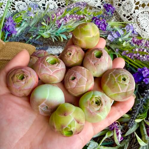 6PCS Aeonium Aureum Live Succulent Plants Bare Root, Mountain Rose Succulents Live, 0.5-1.5", Easy Care Rosette Succulents for Indoor Outdoor Decor, Garden, Gifts, No Pot or Soil - Image 6
