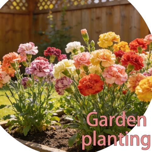Carnation Seeds for Planting, Annual Fragrant Flowers, Cut-Flower Mix - Image 3