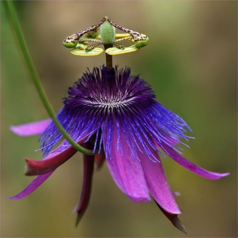 2 Lavender Passiflora Plants, Colorful Passion Flower Vines, 4-7'' Tall - Image 2