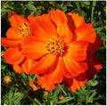 Red Crest Cosmos - Long Blooming Season by MardeRossCompany