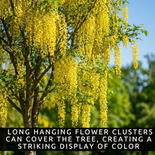 10 Golden Shower Tree Seeds | Cassia Fistula Flowering Tree Seeds - Image 3