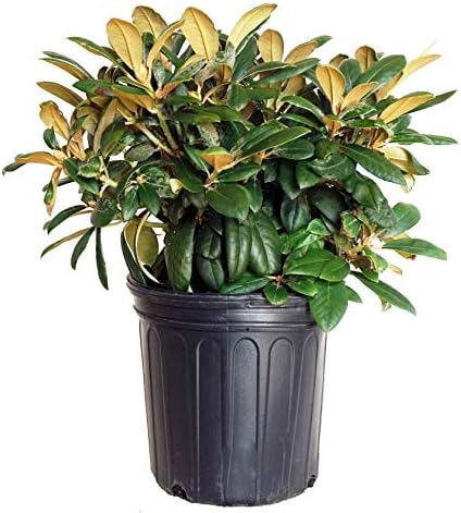Rhododendron yak. 'Princess' (Rhododendron) Evergreen, light pink flowers that ages to white, #2 - Size Container by GreenPromiseFarms