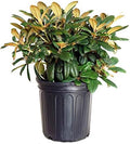 Rhododendron yak. 'Princess' (Rhododendron) Evergreen, light pink flowers that ages to white, #2 - Size Container by GreenPromiseFarms