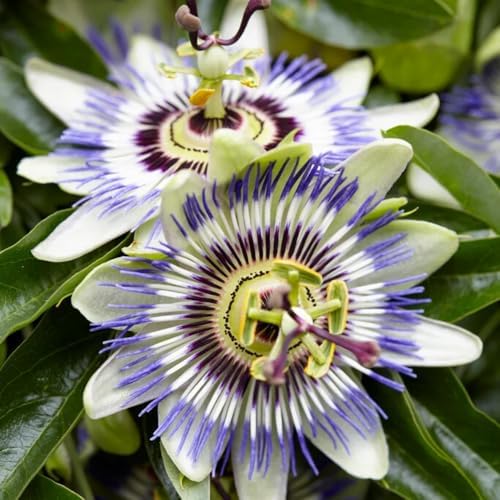 Rare Blue Passion Flower Live Plant, Flowering Vine, 4-8 Inch Tall - Image 4