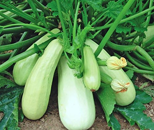 Seeds Vegetable Zucchini Squash 38 Days Aspirant Light Green - 30 Seeds - Image 3
