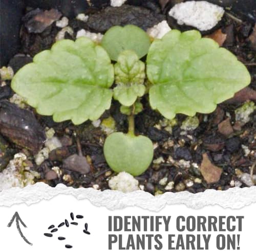 Seed Needs Lemon Balm Seeds to Plant an Herb Garden - 20 Packs - Image 5