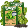 HOME GROWN Buttercrunch Bibb Lettuce Seeds, 3950+ Seeds, Lactuca sativa by HOMEGROWN