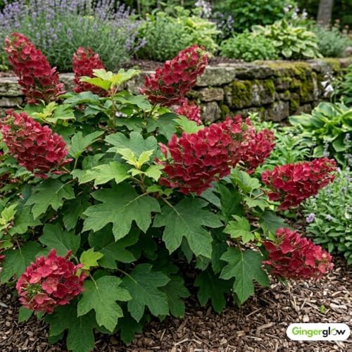 Ruby Slipper Oakleaf Hydrangea Live Plant, 6-10" Tall in a Quart Pot, Hydrangea Plant Live, Low Maintenance, Cold Hardy Perennial Flowering Shrub for Garden Beds & Outdoor Landscaping - Image 6