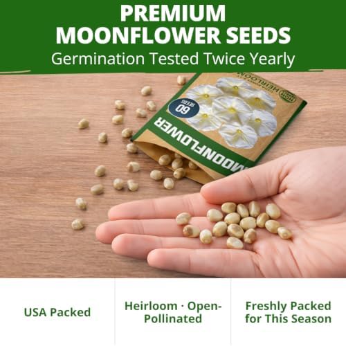 HOME GROWN Moonflower Seeds, 60 Seeds, Ipomoea alba - Image 7