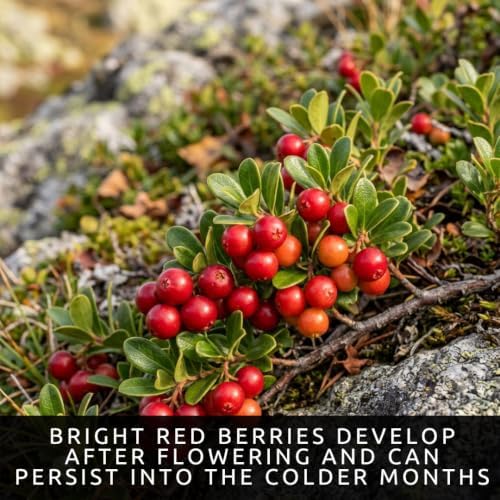 30 Bearberry Seeds | Arctostaphylos Uva-Ursi Evergreen Groundcover Seeds - Image 3