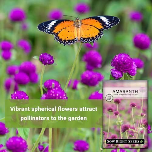 Sow Right Seeds - Purple Globe Amaranth Seed for Planting Gomphrena 2pk - Image 3