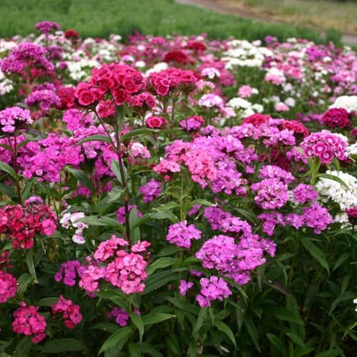 5000+ Sweet William Seeds Perennial for Planting-Dianthus Seeds Sweetness Flower Non-GMO Heirloom for Outdoor Garden Hardy to USDA Zones 3-9 - Image 5